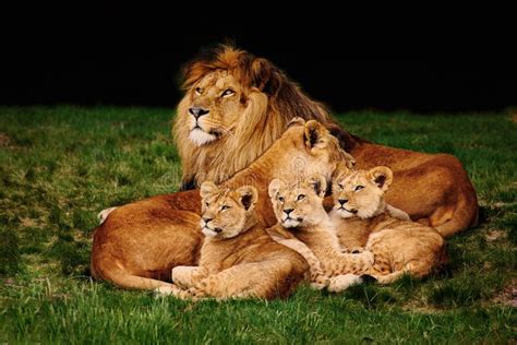 Lion family stock photo. Image of wild, pack, rest, grass - 32837878