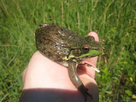 Green Frog – PA HERP IDENTIFICATION