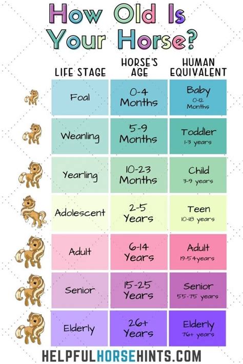 Average Lifespan of Horses and Ponies with Chart - Helpful Horse Hints