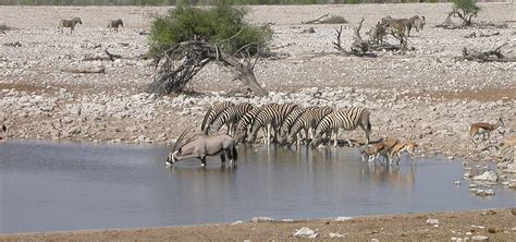 Zambia – Wildlife-Lodges