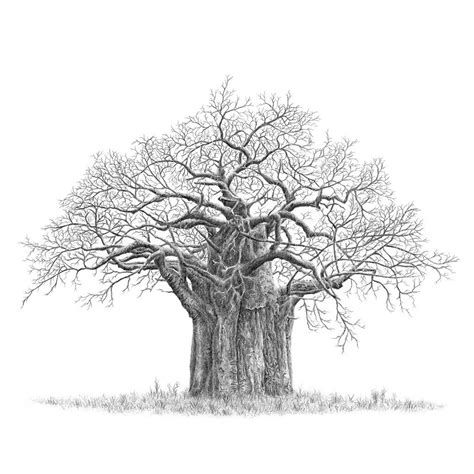 Baobab Tree Drawing at PaintingValley.com | Explore collection of Baobab Tree Drawing