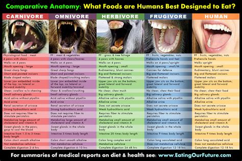 Are Humans Frugivores & Designed To Eat Mostly Fruit?