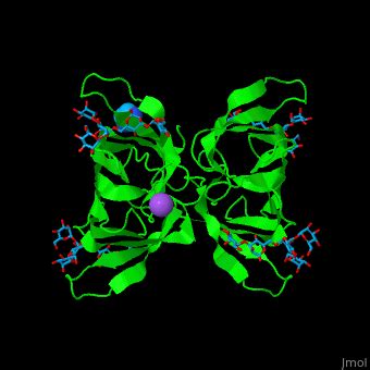 Agglutinin - Proteopedia, life in 3D