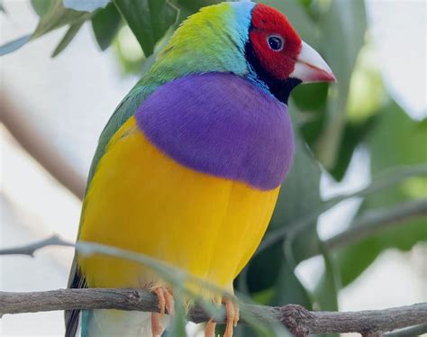 Gouldian Finch (Chloebia gouldiae) Information | Earth Life