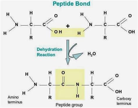 #12. Proteins - amino acids, peptid bonds | Biology Notes for A level