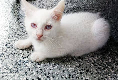 Meet Moonbeam, the Rare Albino Kitten Who Needs a Home – NBC Los Angeles