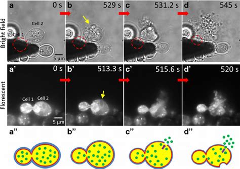 Cell lysis process for a budding yeast cell under high concentration... | Download Scientific ...