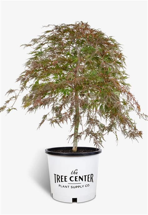 Orangeola Japanese Maple For Sale | The Tree Center