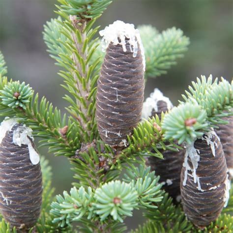 Buy Balsam Fir (Abies Balsamea) 30+ seeds online :: Seeds :: HobbySeeds ...