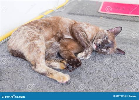 Brown cat stock photo. Image of face, feline, kitten - 84879418