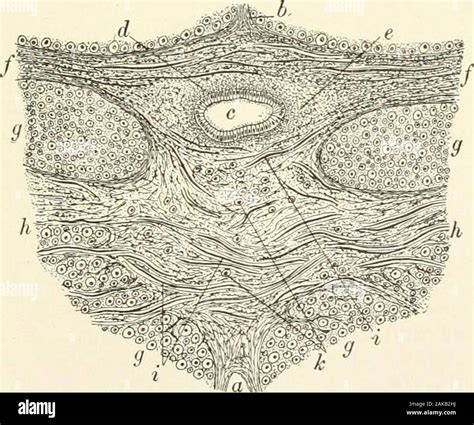 Substantia Gelatinosa Histology