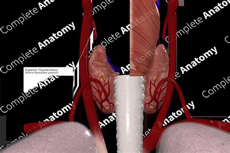 Superior Thyroid Artery | Complete Anatomy