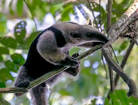 4 Types of Anteaters: Species, Facts and Photos