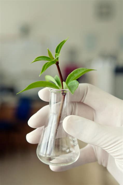 Graduate Studies in Agricultural Biotechnology (MSc) | Faculty of Arts and Science