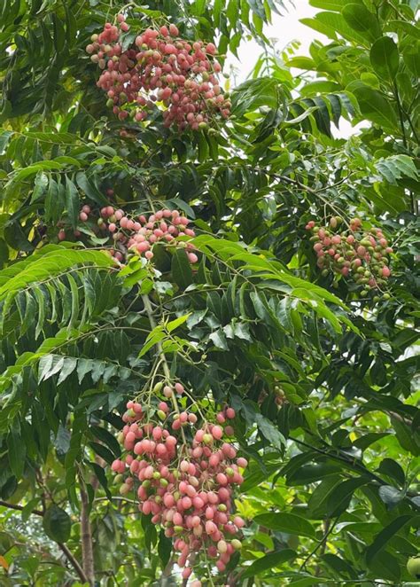 Pink Wampee (Clausena excavata) | Growing tree, Fruit trees, Pink fruit