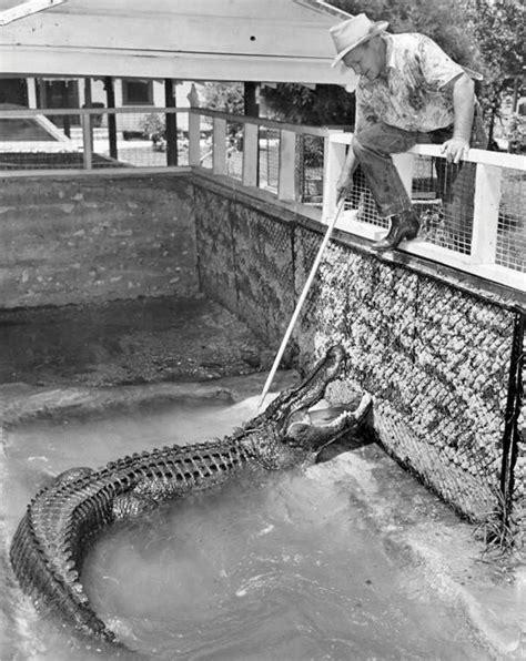 Flashback: Texas Jim Mitchell Reptile Farm, 1949 | Sarasota Magazine