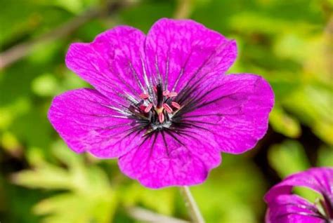 15 Pink Geranium Varieties For Your Garden (Pictures Inside) - Conserve Energy Future