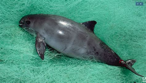 Fewer than 30 vaquita porpoises remain on the planet. Is it too late to ...