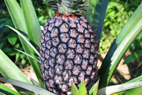 How To Care For A Pineapple Plant - Garden.eco