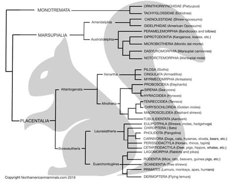 What Are The Three Types Of Mammals? – North American Nature