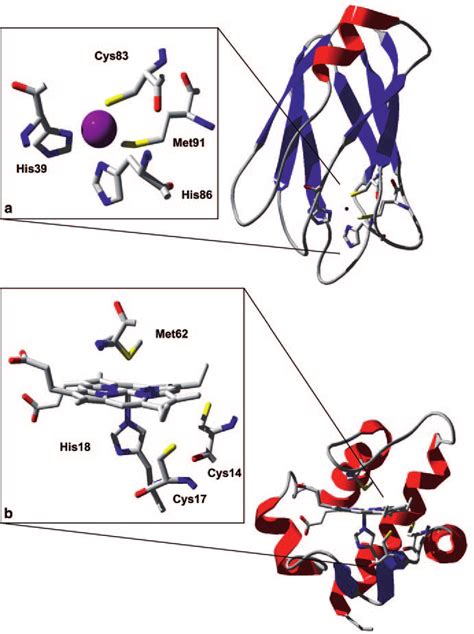 3 Structure of plastocyanin from Synechocystis PCC6803 (PDB code 1J5D)... | Download Scientific ...