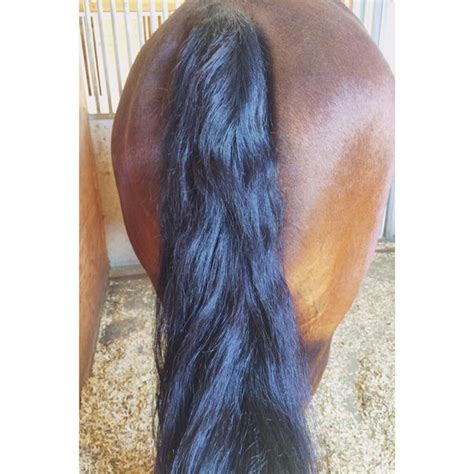 Healthy Hair – The Herbal Horse