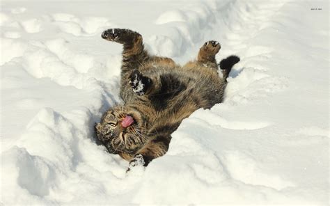 🔥 [70+] Funny Winter Animal Wallpapers | WallpaperSafari