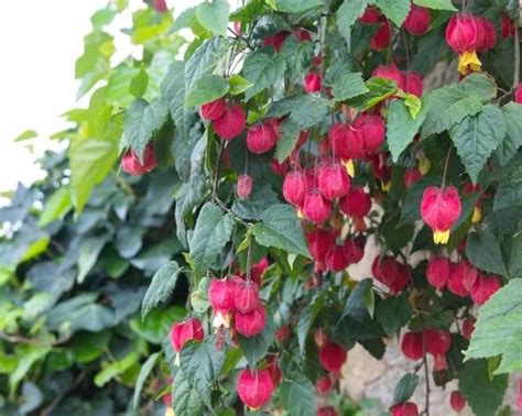 How to grow Abutilon