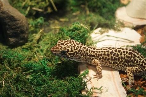 10 Baby Leopard Gecko Care & Feeding Tips for Beginners