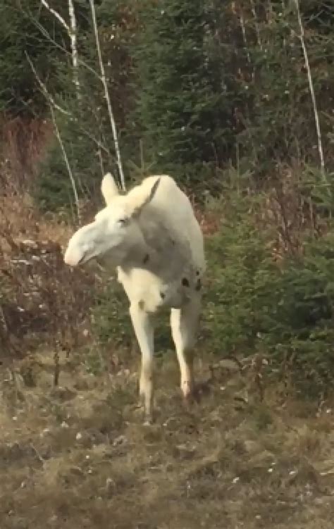 2 white moose captured on video in northern Ontario | CBC News