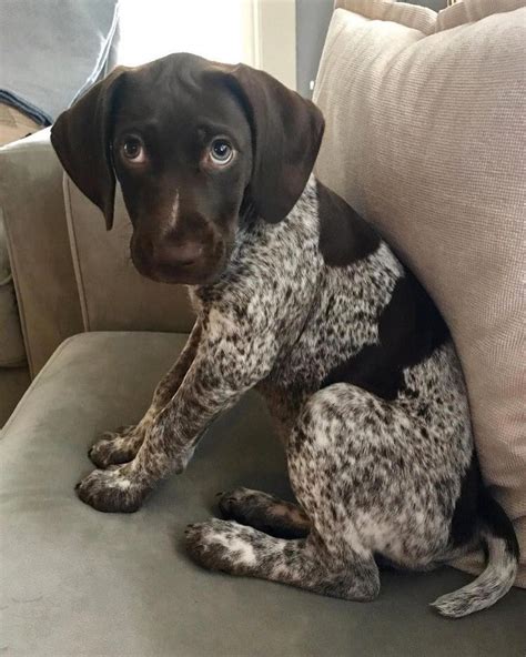 German Shorthaired Pointer – Smart Friendly | Bébé chien, Animaux ...