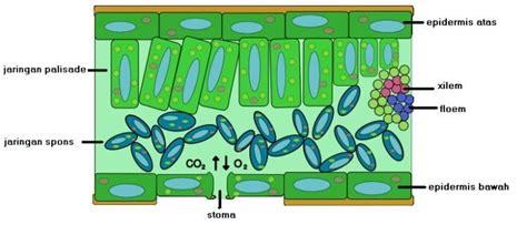 Jaringan-epidermis - Saintif