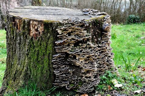 tree trunk fungus identification - Erlene Bingham