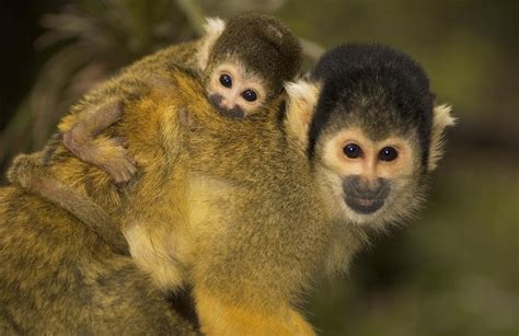 A squirrel monkey baby Photograph by Nicole Duplaix