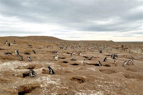 Penguin Colony on Isla Magdalena Island, Chile Stock Photo - Image of wings, strait: 238143564