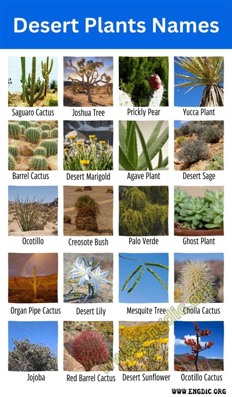 the desert plants names are shown in this poster