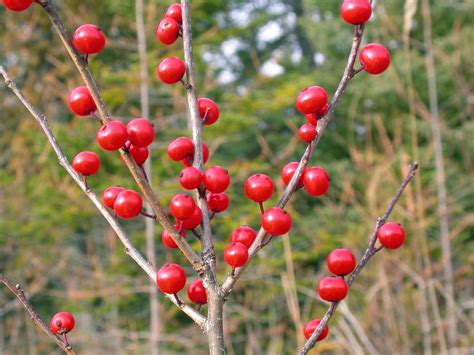 Door to Nature: The Holly and Mistletoe Season - Door County Pulse