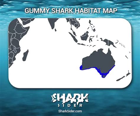 Gummy Shark– Facts, Size, Behavior, Diet, Pictures