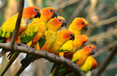 35 Beautiful & Colorful Parrots Wallpaper