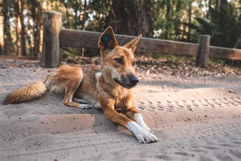 Dingo-Proof Fence Guide for Fraser Island - Fraser-Tours.com