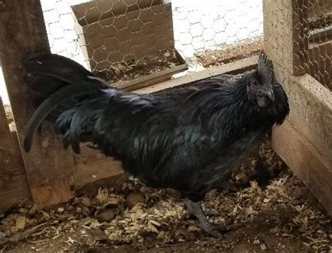 Ayam Cemani Hatching Eggs | Cackle Hatchery®