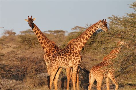 Banco de imagens : panorama, natureza, pradaria, aventura, animais selvagens, África, mamífero ...