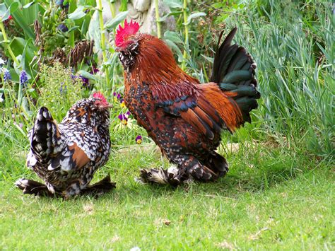 Mille Fleur Barbu d'Uccle bantam. The bantams I want the most. Bantam Chickens, Chickens And ...