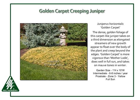 Juniperus horizontalis ‘Golden Carpet’ - Iseli Nursery