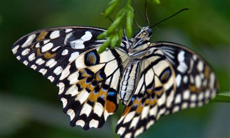 Butterfly at London Zoo - Ed O'Keeffe Photography