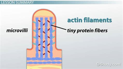 Microvilli vs. Cilia | Definition & Differences - Video & Lesson ...