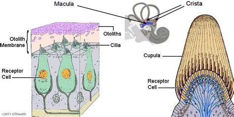 Vestibular System Cupula