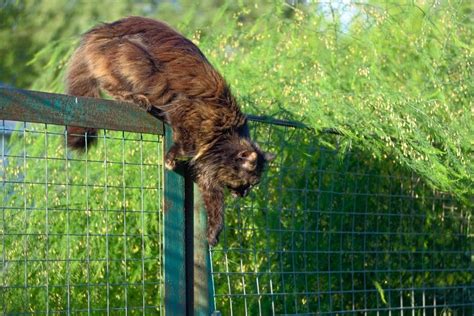 Cat Jumping Over Fence