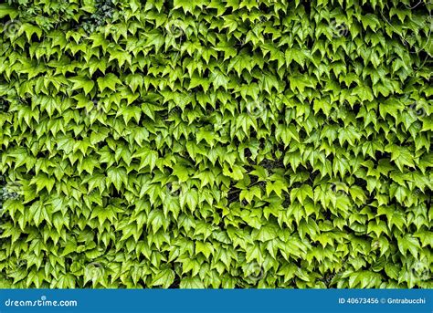 Virginia Creeper, Boston Ivy, Parthenocissus Stock Photo - Image of parks, plants: 40673456