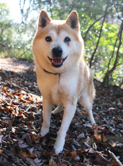 Tik Tok the dog will have you dancing for joy - The Japan Times